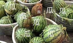 无脑漫展吃瓜,一场狂欢的视觉盛宴