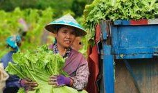 莱州吃瓜新鲜事