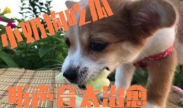 梦到扔瓜给狗吃,瓜果飘香，与犬共餐的奇幻之旅