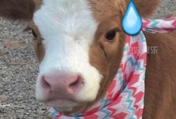 吃瓜酱抖音,揭秘网红美食背后的故事