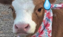 吃瓜酱抖音,揭秘网红美食背后的故事