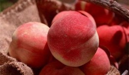 桃沢樱吃瓜,瓜界新宠，瓜味人生