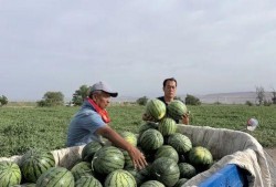 吃瓜梦幻乡,一场穿越次元的美食之旅