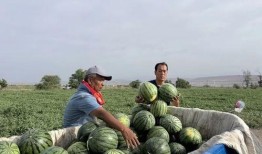 吃瓜梦幻乡,一场穿越次元的美食之旅