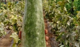 我带你吃瓜诗句,共品吃瓜盛宴