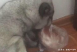 印度吃狐狸瓜,探寻狐狸瓜的独特风味