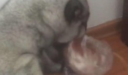 印度吃狐狸瓜,探寻狐狸瓜的独特风味