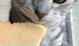 吃瓜少年与猫,一场意外的友谊之旅