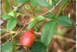 桃沢樱吃瓜,瓜界新宠，瓜味人生