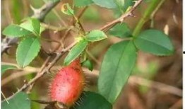 桃沢樱吃瓜,瓜界新宠，瓜味人生