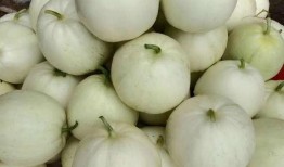 鹤山吃瓜,吃瓜文化背后的风味传奇