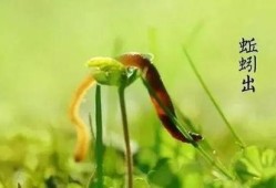 吃王瓜,探寻民间特色美食的奥秘