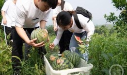 吃瓜小组群名,揭秘娱乐圈的甜蜜与苦涩