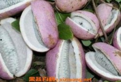 老头吃八月瓜,一位老人与八月瓜的甜蜜邂逅