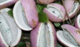 老头吃八月瓜,一位老人与八月瓜的甜蜜邂逅