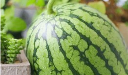 吃瓜心理,吃瓜群众背后的心理探秘