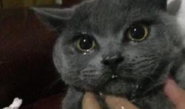 吃瓜看猫哭,揭秘娱乐圈的喜怒哀乐