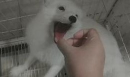 印度吃狐狸瓜,探寻狐狸瓜的独特风味