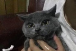 吃瓜看猫哭,揭秘娱乐圈的喜怒哀乐