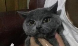 吃瓜看猫哭,揭秘娱乐圈的喜怒哀乐