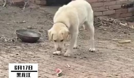 梦到扔瓜给狗吃,瓜果飘香，与犬共餐的奇幻之旅