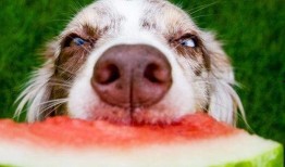 梦到扔瓜给狗吃,瓜果飘香，与犬共餐的奇幻之旅