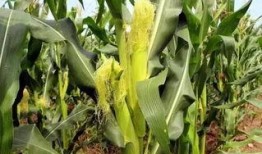 深圳花果山吃瓜,夏日消暑吃瓜新地标