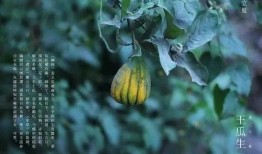 吃王瓜,探寻民间特色美食的奥秘