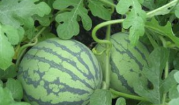 孕妇可以吃癸瓜,营养美味两不误