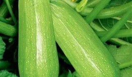 钱桥吃瓜,揭秘当地特色美食背后的故事