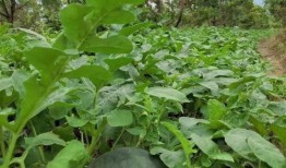 鹤山吃瓜,吃瓜文化背后的风味传奇