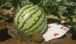 网友过生日吃瓜,网友过生日吃瓜欢乐多