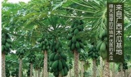 吃瓜隐藏入口,探寻美食世界的秘密通道