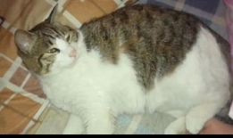 吃瓜少年与猫,一场意外的友谊之旅