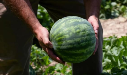 吃瓜黑网官网,揭秘网络背后的真相与秘密