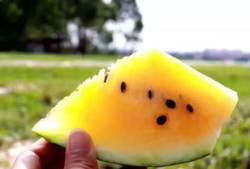 吃独食吃瓜,揭秘吃独食与吃瓜的趣味生活