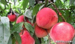 桃沢樱吃瓜,瓜界新宠，瓜味人生