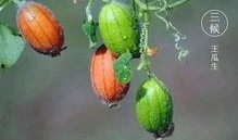 吃王瓜,探寻民间特色美食的奥秘