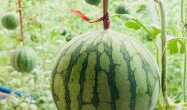 莱州吃瓜新鲜事